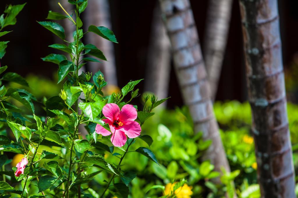 Hotel Angsoka Temukus Ngoại thất bức ảnh